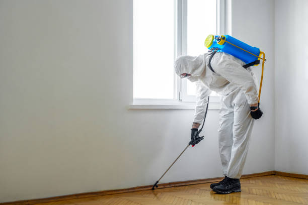 Best Rat Extermination Near Me  in Contra Costa Centre, CA