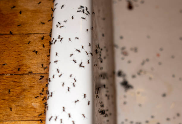 Best Commercial Pest Control Services  in Contra Costa Centre, CA