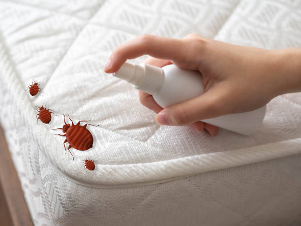 Best Flea Control Services  in Contra Costa Centre, CA