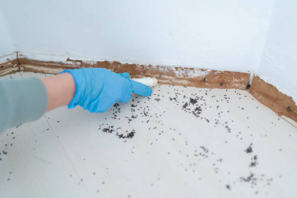 Best Rodent Control Near Me  in Contra Costa Centre, CA